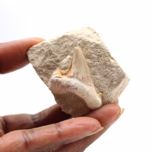 Dente fóssil de Otodus
