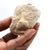 Dente fóssil de Otodus - 0