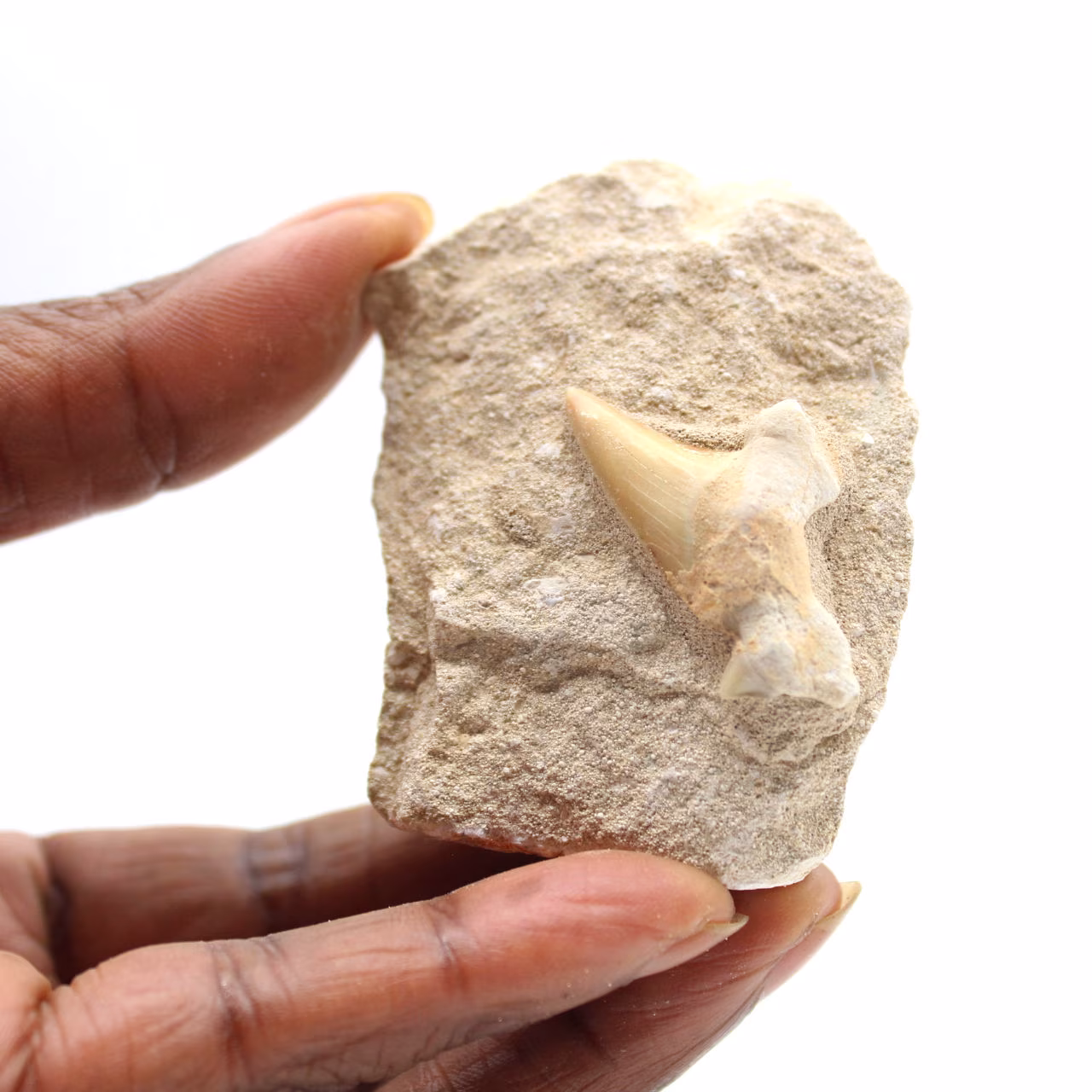 Dente fóssil de Otodus