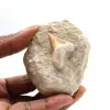 Dente fóssil de Otodus - 0