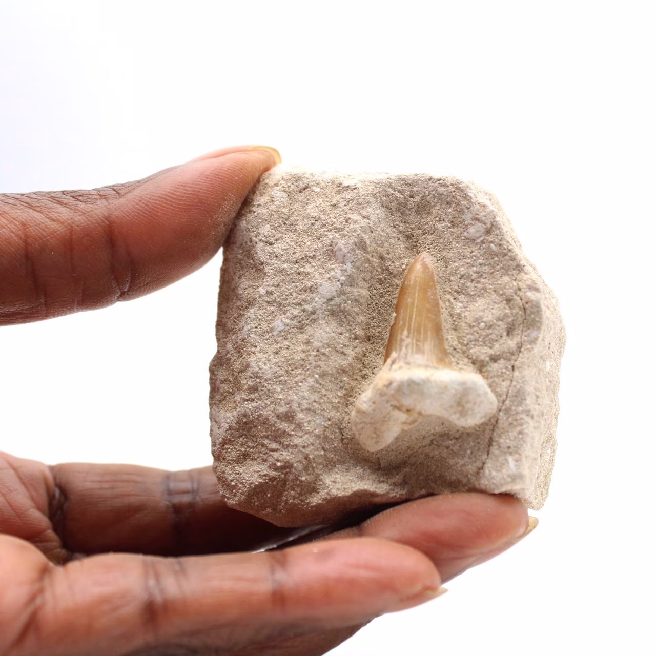 Dente fóssil de Otodus