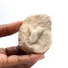 Dente fóssil de Otodus - 0