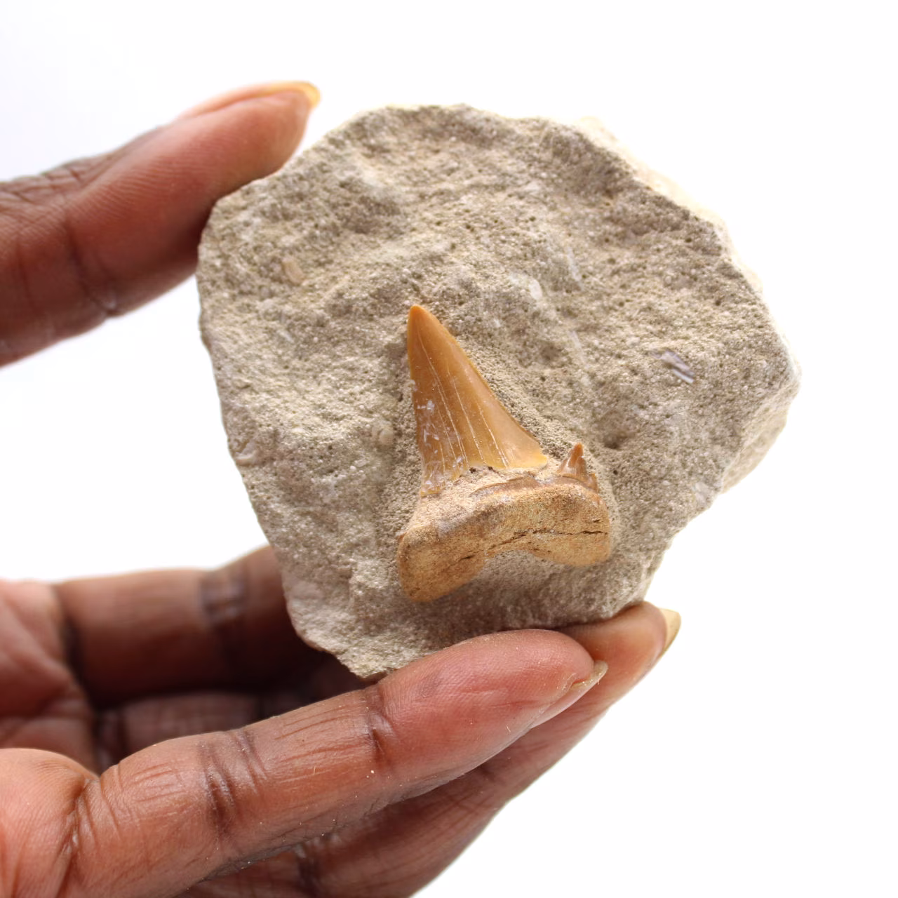 Dente fóssil de Otodus