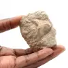 Dente fóssil de Otodus - 0