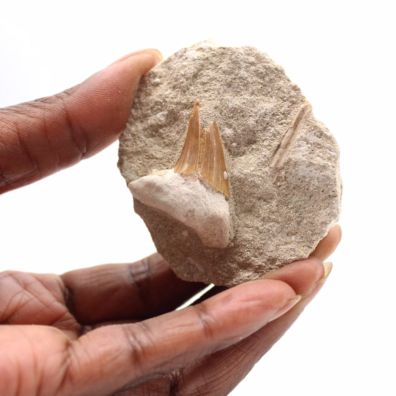 Dente fóssil de Otodus
