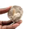 Dente fóssil de Otodus - 0