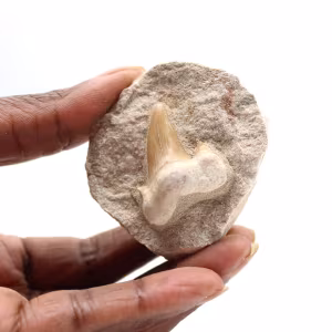 Dente fóssil de Otodus