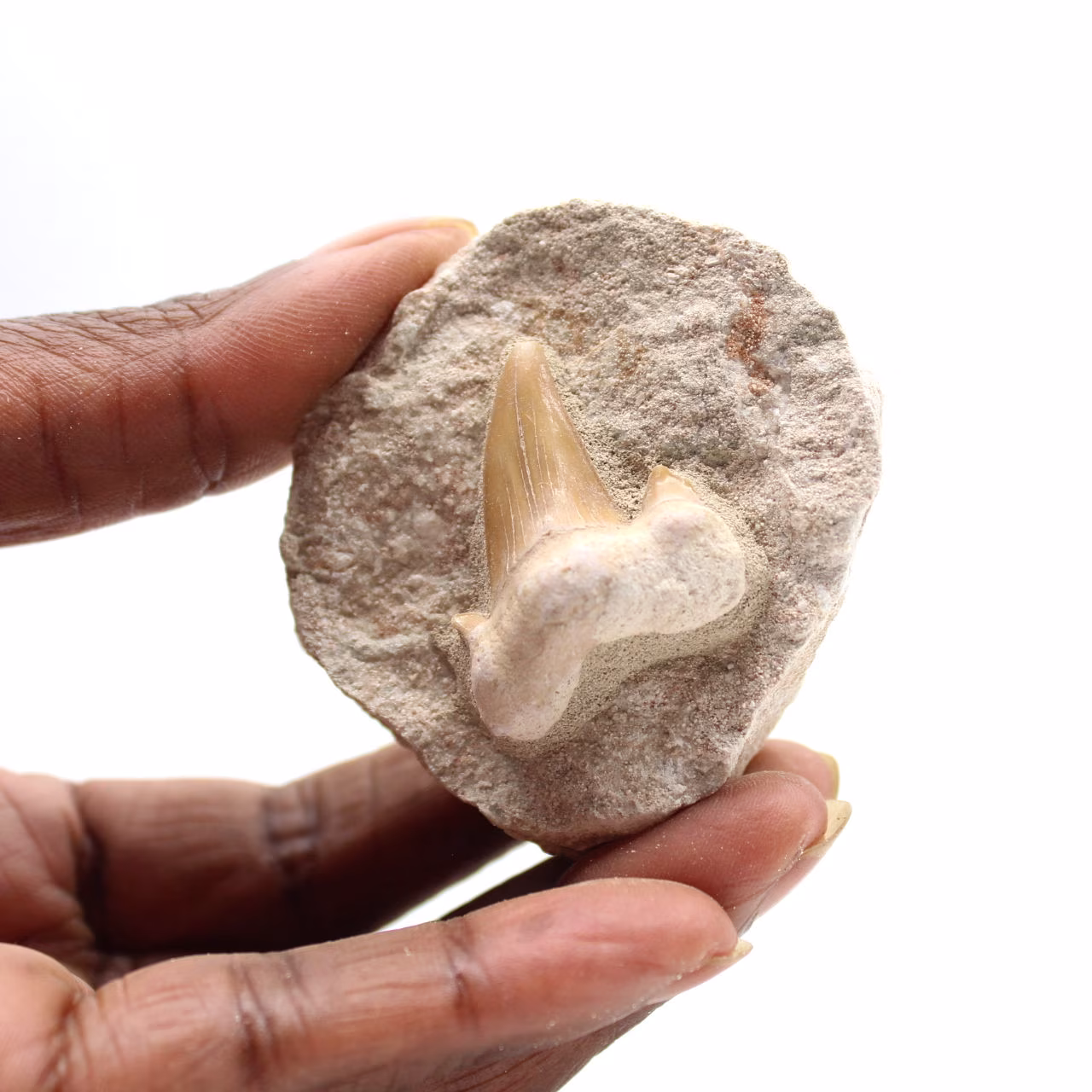 Dente fóssil de Otodus