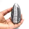 Orthoceras fósseis do Marrocos - 1