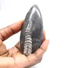 Orthoceras fóssil - 1