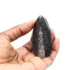 Orthoceras fósseis do Marrocos - 1
