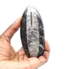 Orthoceras fósseis do Marrocos - 1
