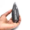 Orthoceras fósseis do Marrocos - 1