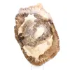 Ornamento de madeira petrificada, fatia polida, item de colecionador, Madagascar - 1