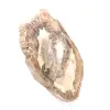 Ornamento de madeira petrificada, fatia polida, item de colecionador, Madagascar - 3