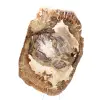 Ornamento de madeira petrificada, fatia polida, item de colecionador, Madagascar - 4