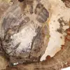 Ornamento de madeira petrificada, fatia polida, item de colecionador, Madagascar - 5