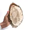 Madeira petrificada (fatia), item de colecionador polido, fóssil de Madagascar - 0