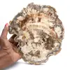 Fatia de madeira petrificada polida, fóssil de árvore, coleção de Madagascar - 0