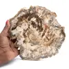 Grande pedaço de madeira fossilizada polida, ornamento único, Madagascar - 0