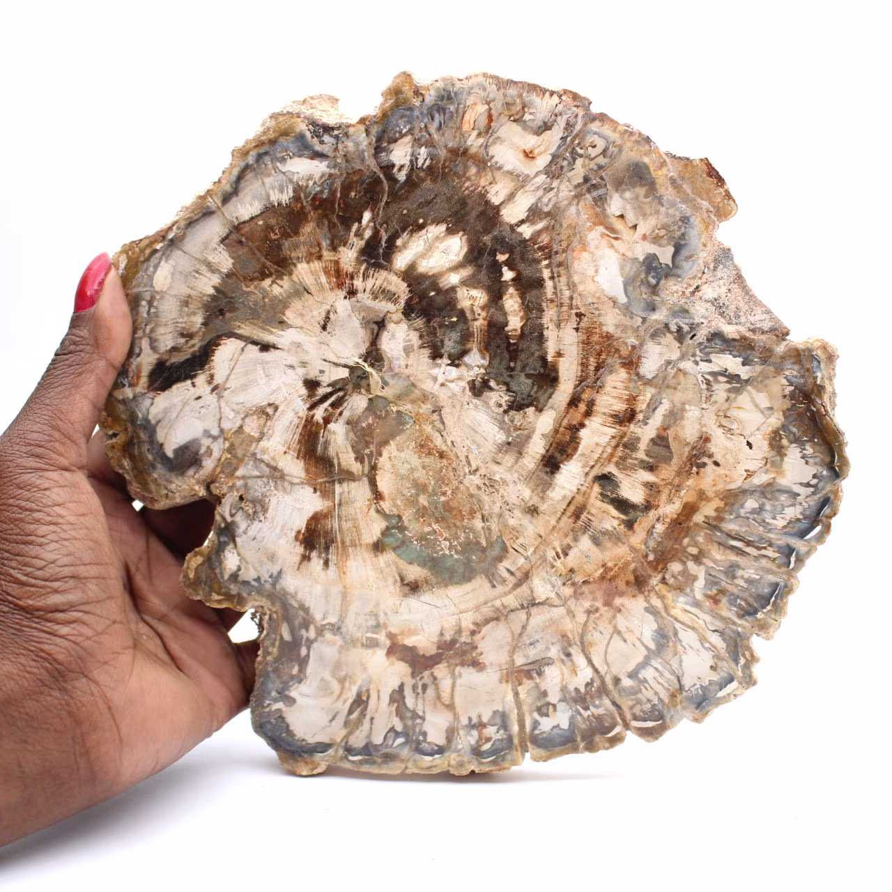 Grande pedaço de madeira fossilizada polida, ornamento único, Madagascar
