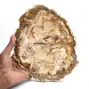 Grande pedaço de madeira petrificada polida, item de colecionador de fósseis sólidos, Madagascar - 0