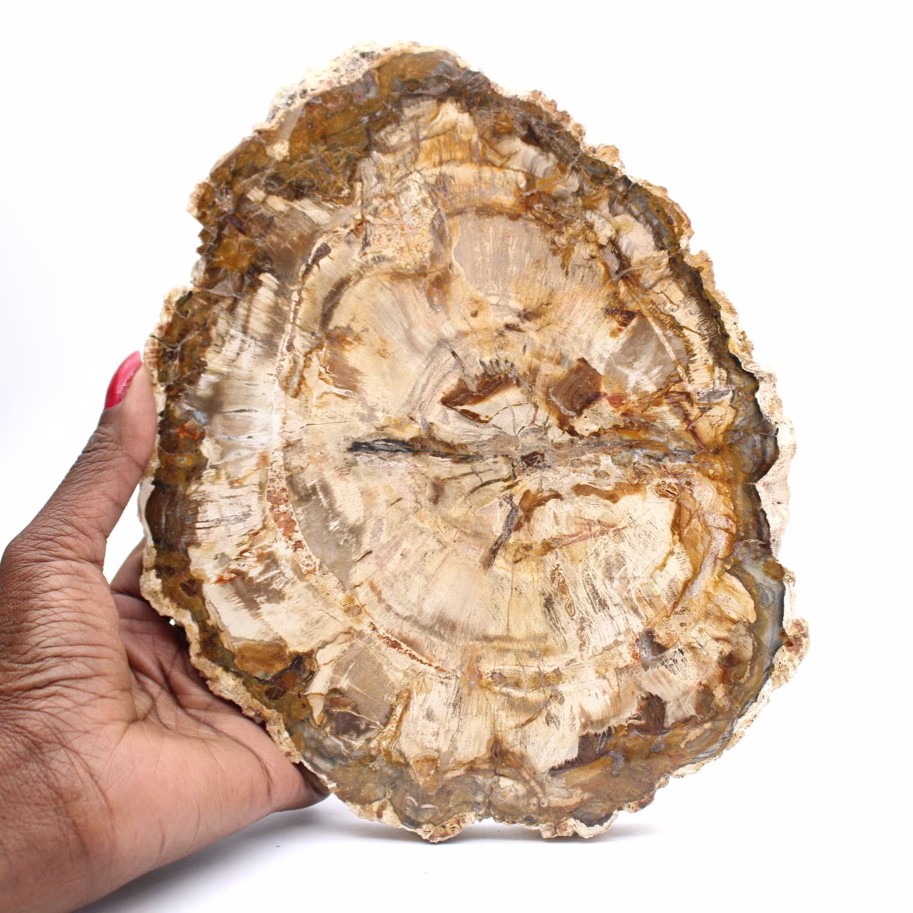 Grande pedaço de madeira petrificada polida, item de colecionador de fósseis sólidos, Madagascar