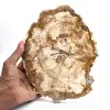 Fatia de madeira petrificada, ornamento polido, espécime de Madagascar - 0