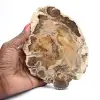 Fatia de madeira fóssil polida, espécime decorativo, de Madagascar - 0