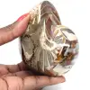 Amonita fossilizada polida de Madagascar - Decoração e Ciência Geológica - 0