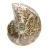 Fóssil de amonita polido de Madagascar - Espécime estreito e esguio - 1