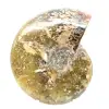 Fóssil de amonita polido de Madagascar - Espécime estreito e esguio - 4