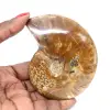 Fóssil de amonita polido - Pedra natural de Madagascar para colecionadores - 0