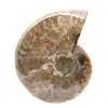 Amonita fossilizada polida - Magnífica pedra natural para decoração. - 1