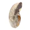 Amonita fossilizada polida - Magnífica pedra natural para decoração. - 2