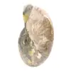 Amonita fossilizada polida - Magnífica pedra natural para decoração. - 3