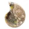 Amonita fossilizada polida - Magnífica pedra natural para decoração. - 4