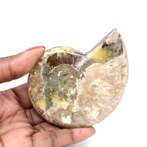 Amonita fossilizada polida - Magnífica pedra natural para decoração.