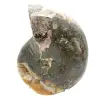 Fóssil de amonita polido de alta qualidade - peça decorativa natural - 4