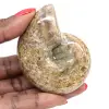 Amonita polida para colecionadores - Tesouro fóssil de Madagascar (100g) - 0