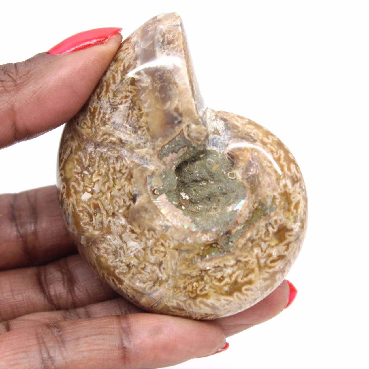 Amonita polida para colecionadores - Tesouro fóssil de Madagascar (100g)