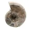 Amonita polida - Pequeno exemplar de colecionador de Madagascar (80g) - 1