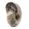 Amonita polida - Pequeno exemplar de colecionador de Madagascar (80g) - 2