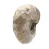 Amonita polida - Pequeno exemplar de colecionador de Madagascar (80g) - 3