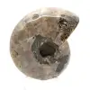 Amonita polida - Pequeno exemplar de colecionador de Madagascar (80g) - 4