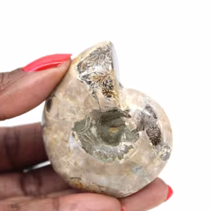 Amonita polida - Pequeno exemplar de colecionador de Madagascar (80g)