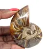 Amonita polida - Espécime de coleção restrita de Madagascar (120g) - 0