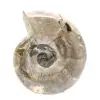 Pequeno fóssil de amonita polido - Pedra natural da história geológica - 1