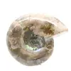 Pequeno fóssil de amonita polido - Pedra natural da história geológica - 4