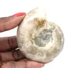 Pequeno fóssil de amonita polido - Pedra natural da história geológica - 0